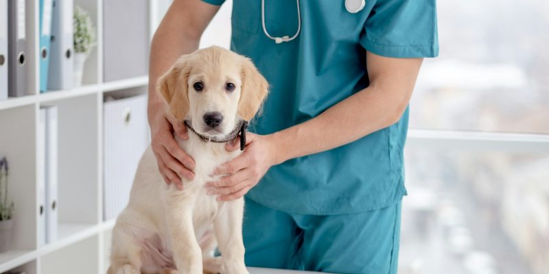 Cute puppy in veterinary hospital